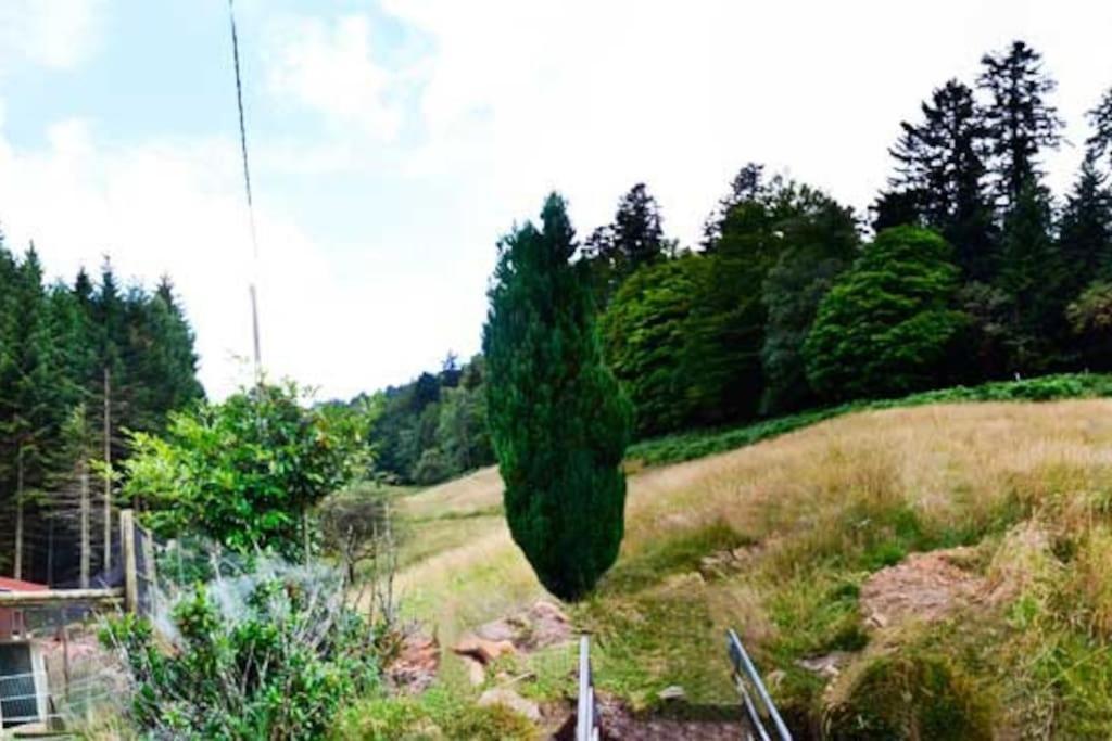 Gite GRETEL de la Ferme du Schneeberg Wangenbourg-Engenthal Extérieur photo