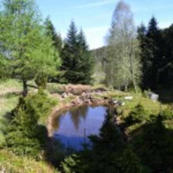 Gite GRETEL de la Ferme du Schneeberg Wangenbourg-Engenthal Extérieur photo